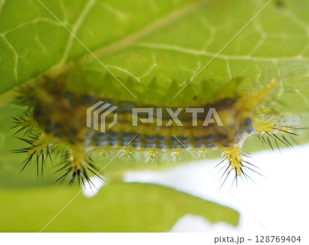 毒々しい色の毒針毛のヒロヘリアオイラガの幼虫(20250717163203) 毒々しい色の毒針毛のヒロヘリアオイラガの幼虫(20250717163203) 128769404