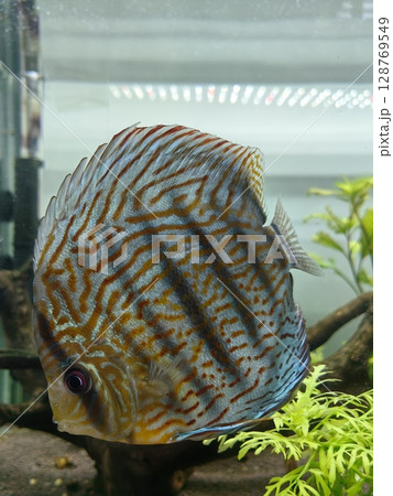bright fish discus swimming gracefully in home aquarium surrounded by lush plants. closeup. bright fish discus swimming gracefully in home aquarium surrounded by lush plants. closeup. 128769549
