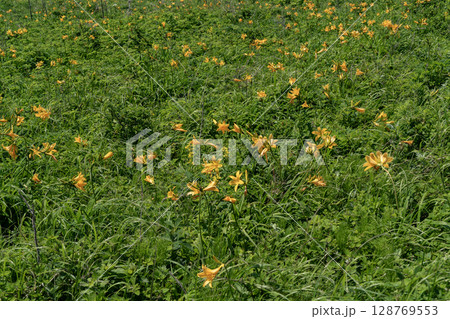 野付半島の春 128769553