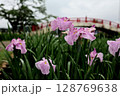 しょうぶ園の花菖蒲 128769638
