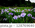 綺麗に咲いたしょうぶ園の花菖蒲 128769640