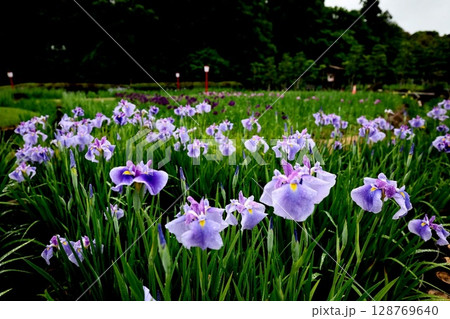 綺麗に咲いたしょうぶ園の花菖蒲 128769640