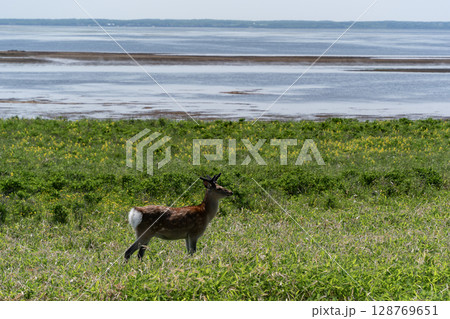 野付半島の野生動物 野付半島の野生動物 128769651