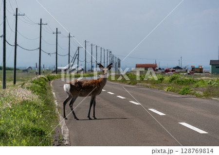 野付半島の野生動物 128769814