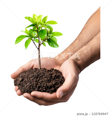 Hands Holding Young Green Plant in Soil, Symbolizing Growth and Environment Care 128769947