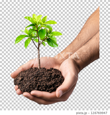 Hands Holding Young Green Plant in Soil, Symbolizing Growth and Environment Care 128769947