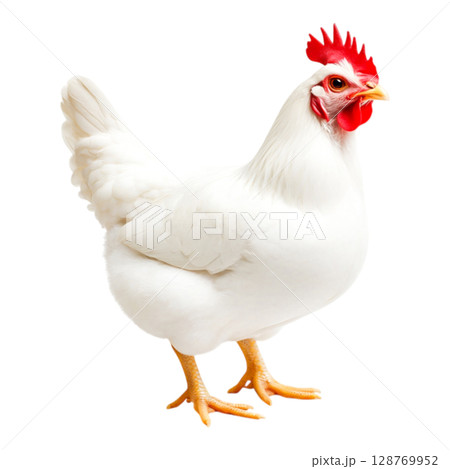 White Chicken Standing on a White Background with Detailed Feathers and Bright Beak 128769952