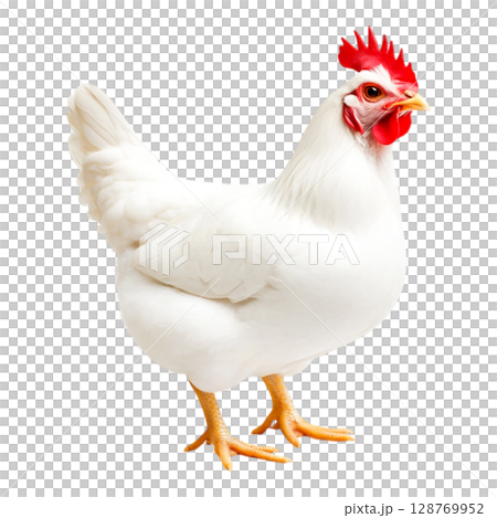White Chicken Standing on a White Background with Detailed Feathers and Bright Beak 128769952