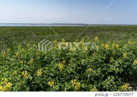 ハマエンドウ咲く野付湾 128770077