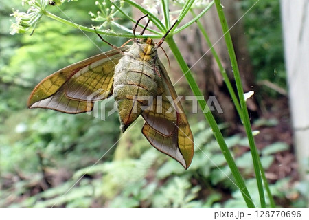ウンモンスズメ（秋田市木曽石金山滝・2025625） 128770696