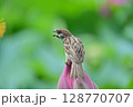 蓮の蕾の上で叫ぶ雀 128770707