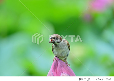 蓮の蕾の上で口を開く雀 128770708