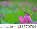 蓮の花弁の上で叫ぶ雀 128770709