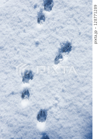 雪原に残された犬の足跡 雪原に残された犬の足跡 128771289