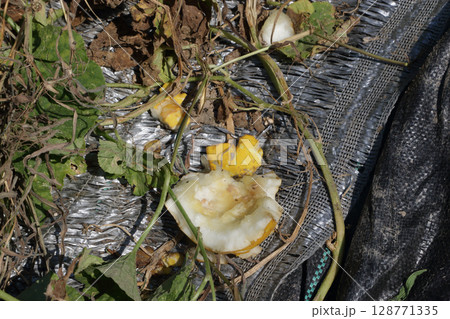 ヌートリアに喰われたまくわ瓜 128771335