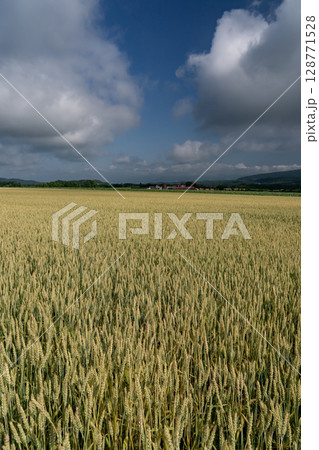 収穫を待つ麦畑の大地 128771528