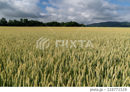 収穫を待つ麦畑の大地 128771529