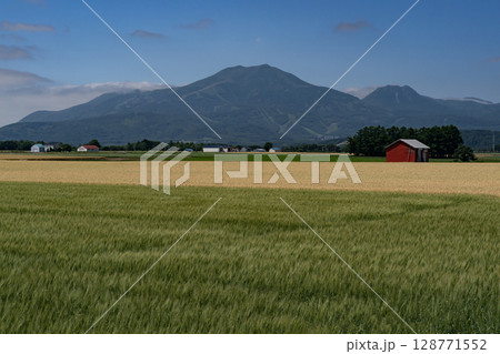 収穫を待つ麦畑の大地 収穫を待つ麦畑の大地 128771552