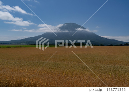 収穫を待つ麦畑の大地 128771553