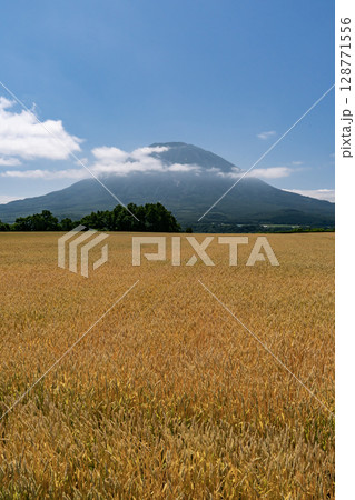 収穫を待つ麦畑の大地 収穫を待つ麦畑の大地 128771556