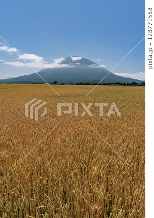 収穫を待つ麦畑の大地 128771558