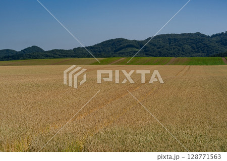 収穫を待つ麦畑の大地 128771563