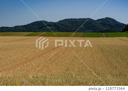 収穫を待つ麦畑の大地 128771564