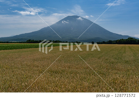 収穫を待つ麦畑の大地 128771572