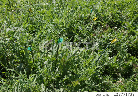 スイカの花合わせ　着果棒 128771738