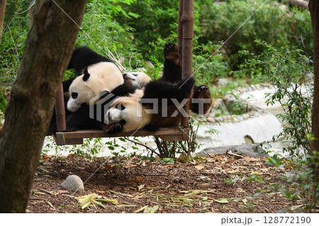 人気のブランコで遊ぶ青年パンダ達 128772190