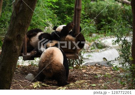 人気のブランコで遊ぶ青年パンダ達 128772201