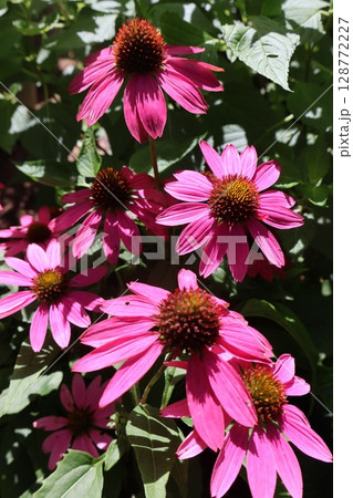 夏に強い花ピンク色のエキナセア 128772227