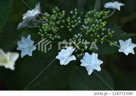 初夏の花紫陽花 初夏の花紫陽花 128772390