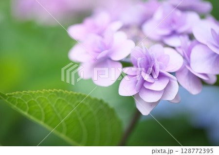 初夏の花紫陽花 128772395