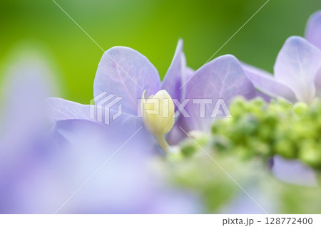 初夏の花紫陽花 128772400