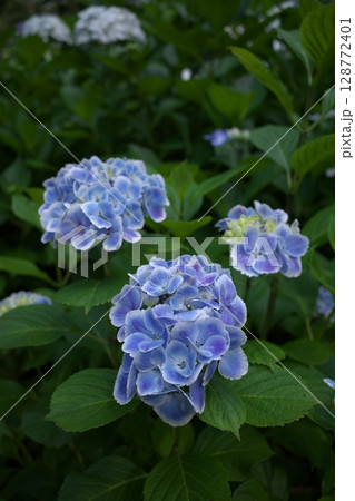 初夏の花紫陽花 128772401