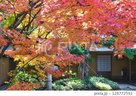鎌倉　一条恵観山荘の美しい紅葉（神奈川県鎌倉市） 128772591