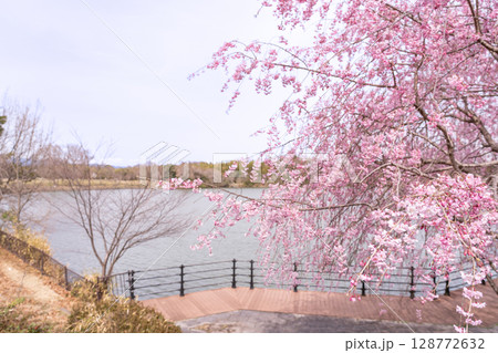 三重県四日市市　春の北勢中央公園　散策に楽しめる桜と池とウッドデッキ 128772632