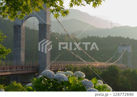 朝日の輝く紫陽花　神奈川県戸川公園 128772690
