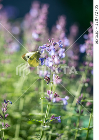 Large white butterfly lands on catnip flower in meadow. Close up fluttering insect pollinator 128772705