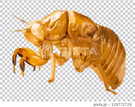 Cicadian shell 128772728