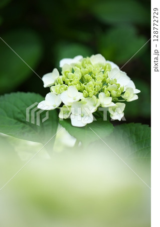 公園に咲く紫陽花の花 128772729