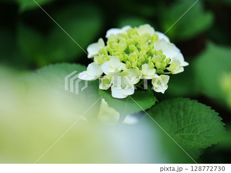 公園に咲く紫陽花の花 128772730