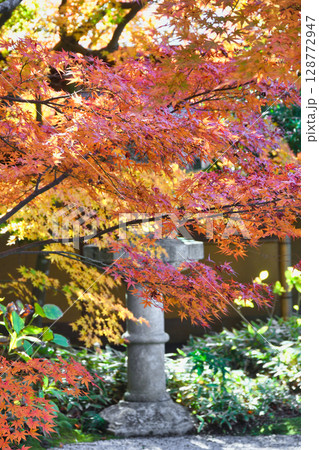 鎌倉　一条恵観山荘の美しい紅葉（神奈川県鎌倉市） 128772947