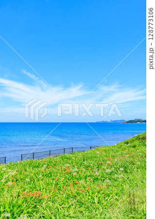 夏の夏井ヶ浜とはまゆう 福岡県芦屋町 夏の夏井ヶ浜とはまゆう 福岡県芦屋町 128773106