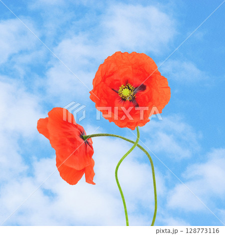 Abstract collage illustration of two poppy flowers in blue sky with clouds background 128773116