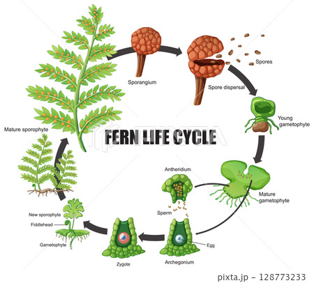 Fern Life Cycle Vector Illustration Diagram 128773233