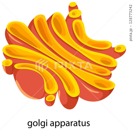 Colorful Golgi Apparatus Vector Illustration 128773242