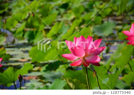 花 フラワー お花 128773340