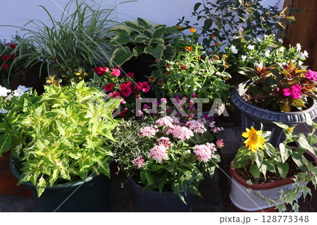 玄関前の夏の花寄せ植え&寄せ鉢 玄関前の夏の花寄せ植え&寄せ鉢 128773348